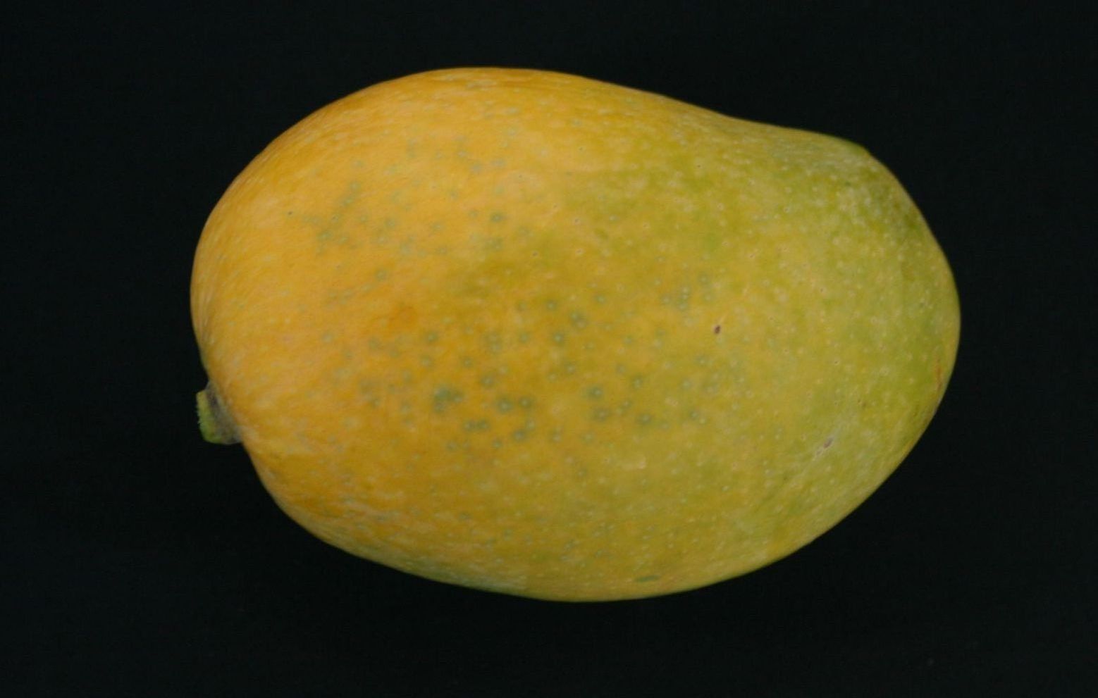 Paharpur Sinduria